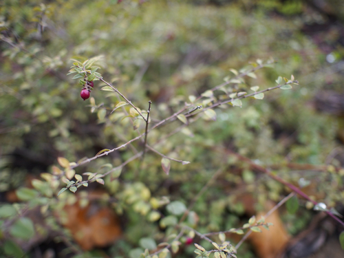 奥林巴斯17mm f/1.8