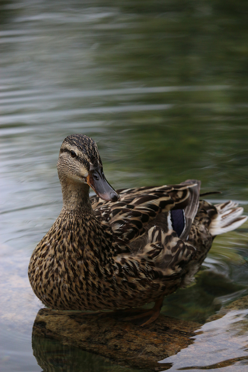 佳能EF-S 55-250mm f/4-5.6 IS STM