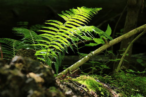 佳能EF-S 55-250mm f/4-5.6 IS STM