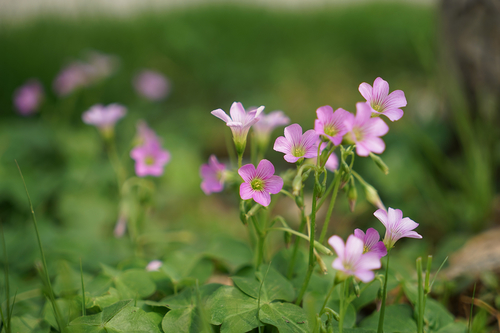 索尼Vario-Tessar T* FE 24-70mm F4 ZA OSS