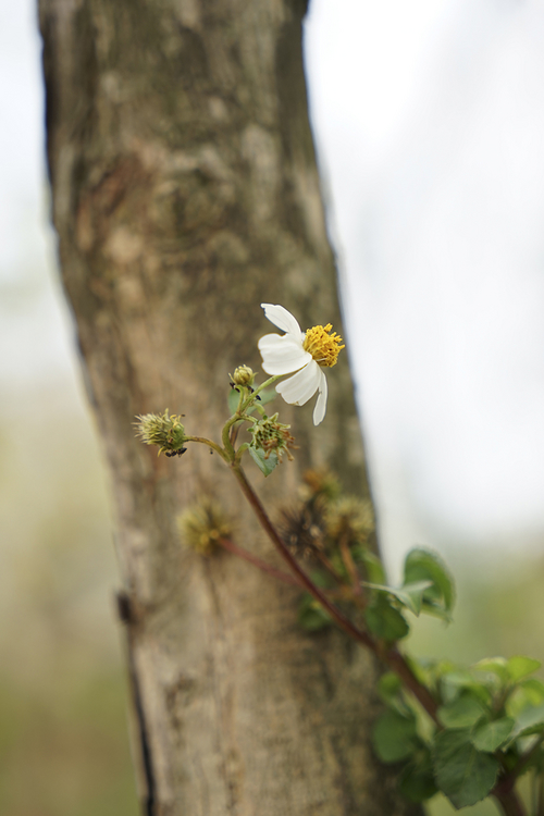 索尼Vario-Tessar T* FE 24-70mm F4 ZA OSS