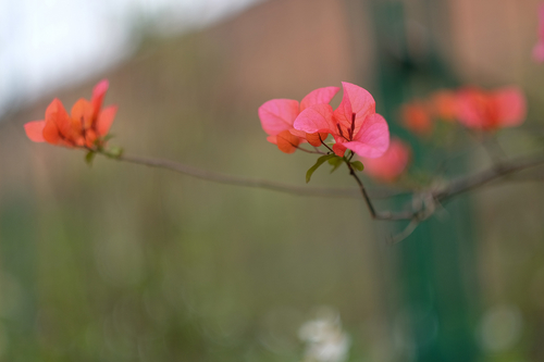 富士XF 56mm F1.2 R富士 XF 56mm F1.2 R 样张