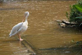 ʿXF100-400mm f/4.5-5.6