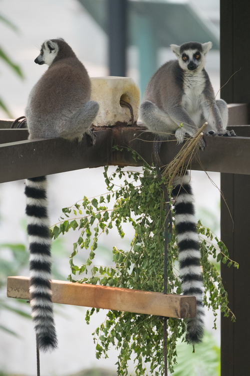 富士XF100-400mm f/4.5-5.6