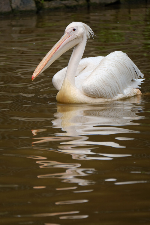 富士XF100-400mm f/4.5-5.6