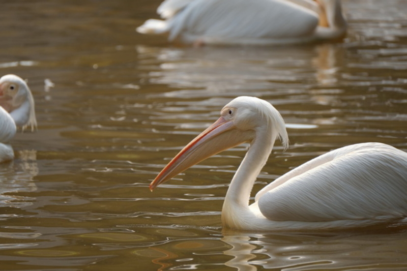 ʿXF100-400mm f/4.5-5.6ͼ