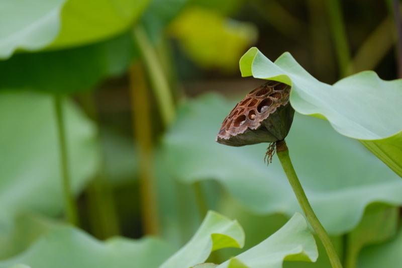 ʿXF100-400mm f/4.5-5.6ͼ