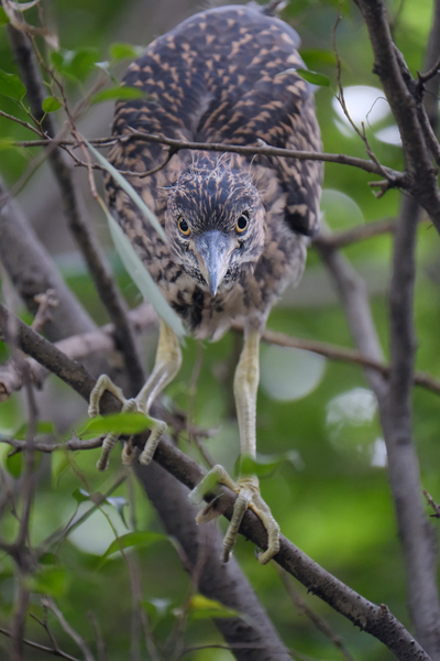 ʿXF100-400mm f/4.5-5.6ͼ