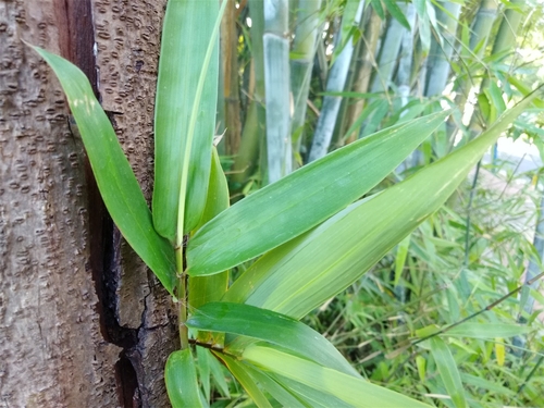 荣耀畅玩7C