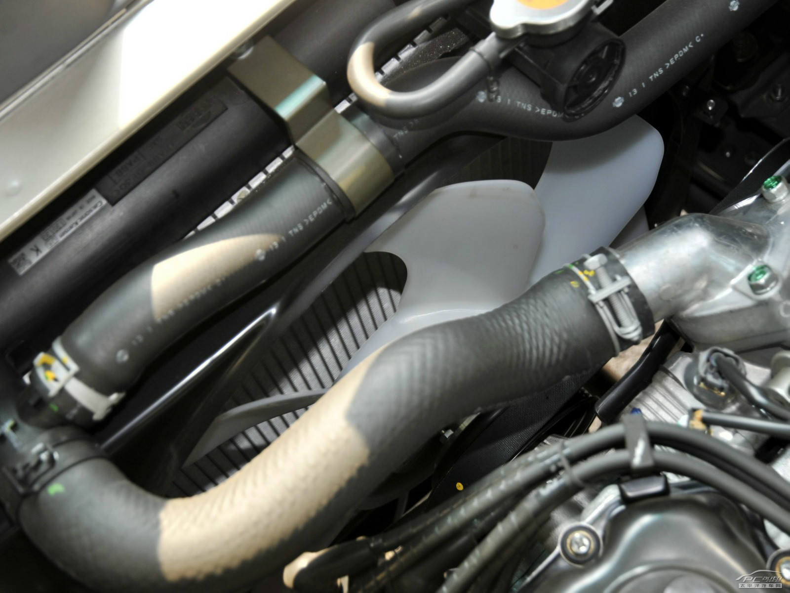 碧蓮細(xì)節(jié)高清大圖