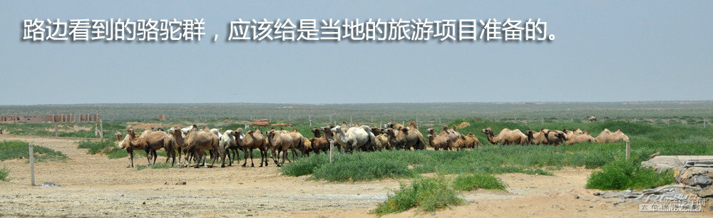 牧馬人圖片