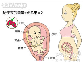 怀孕23周 怀孕23周胎儿图彩超图 怀孕23周吃什么 注意什么 亲子百科 太平洋亲子网