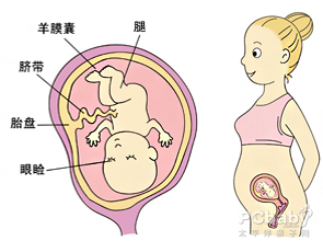 这时候胎宝宝的腿长超过了胳膊