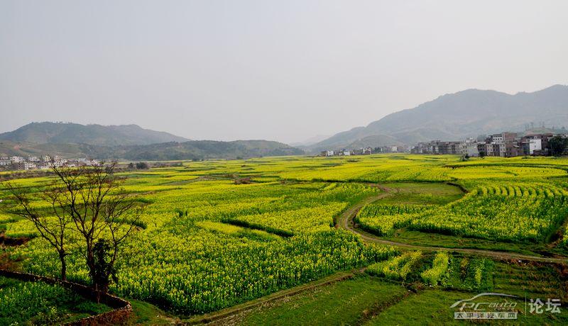 莲花县首届油菜花文化旅游节(视频)_本地文化_萍乡在线