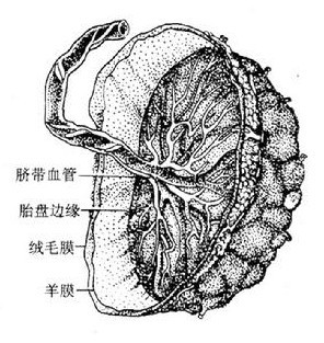 胎盘解剖图片