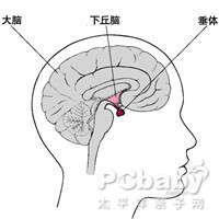 脑空泡蝶鞍图片