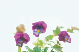 居家植物三色堇美图欣赏