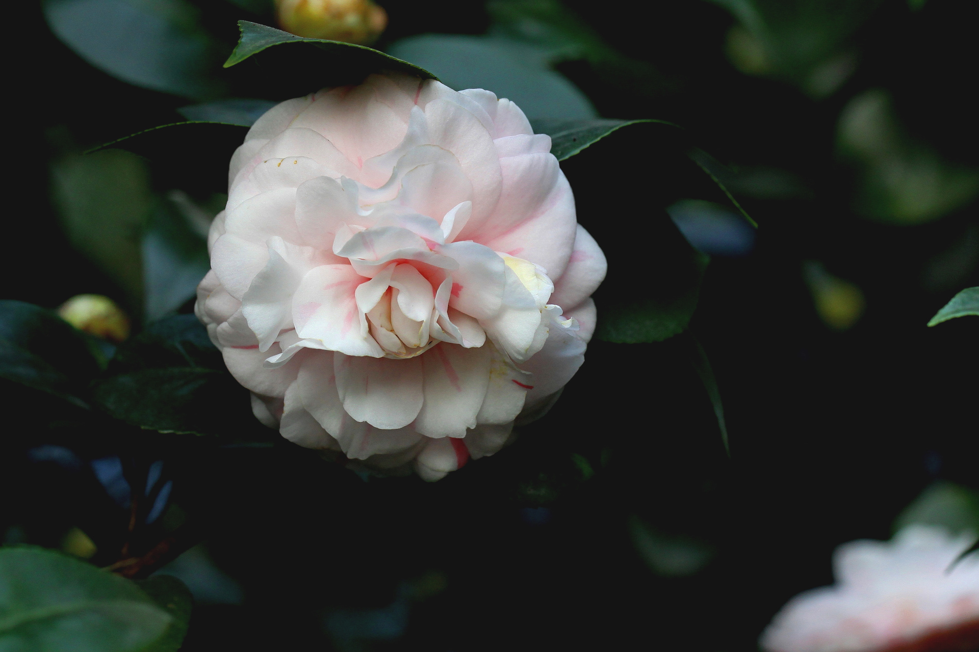 黑色山茶花