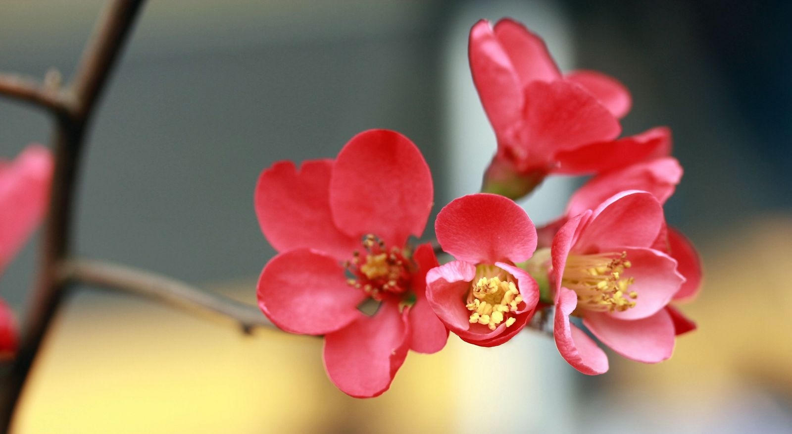 各花花语介绍(各种花的花语大全  花百科)