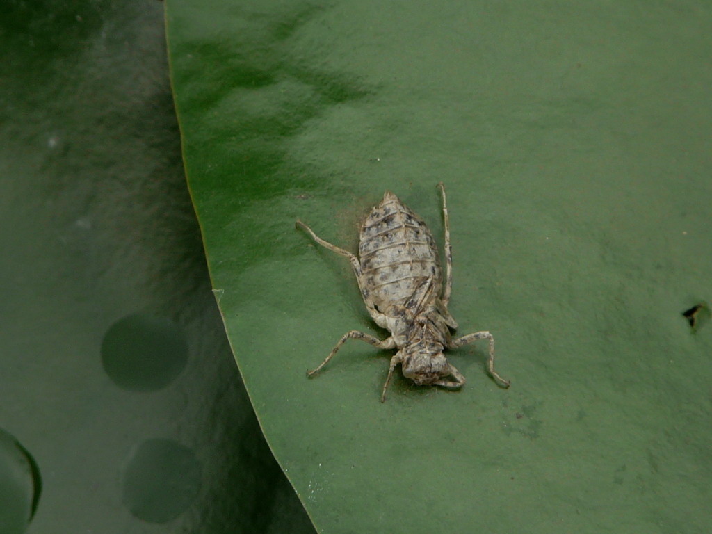 蜻蜓---2,好像是蜻蜓小时候的样子.