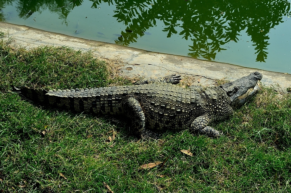 狗頭打鱷魚