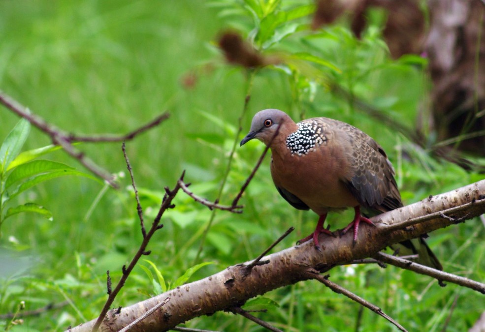 野斑鳩怎麼餵養