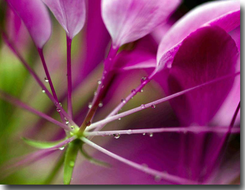 吹花嚼蕊弄冰弦