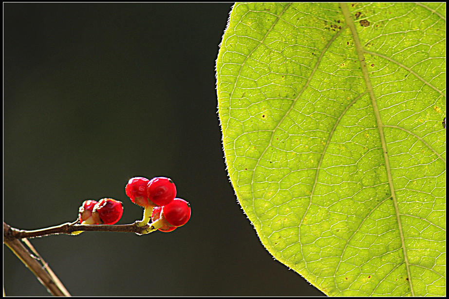 紅豆