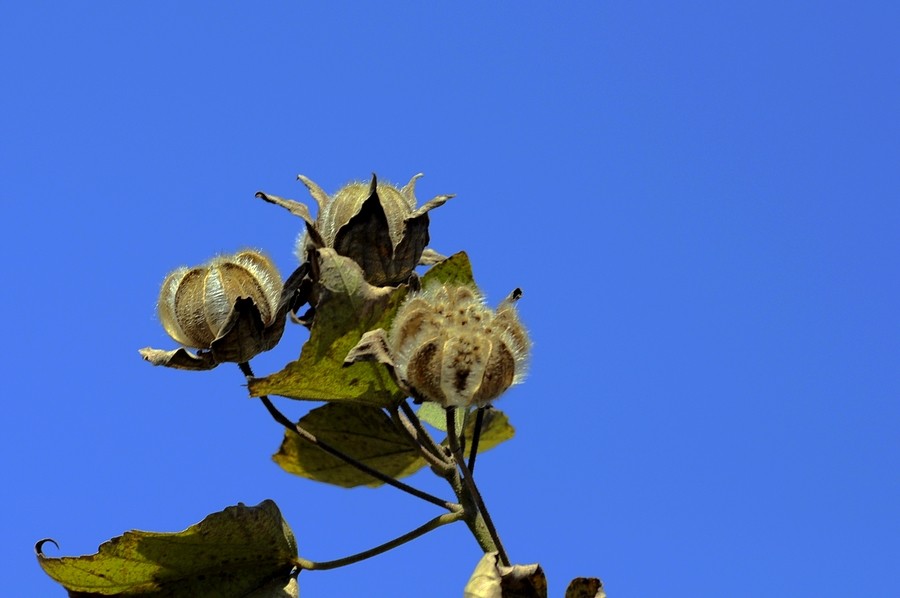 木芙蓉的果实