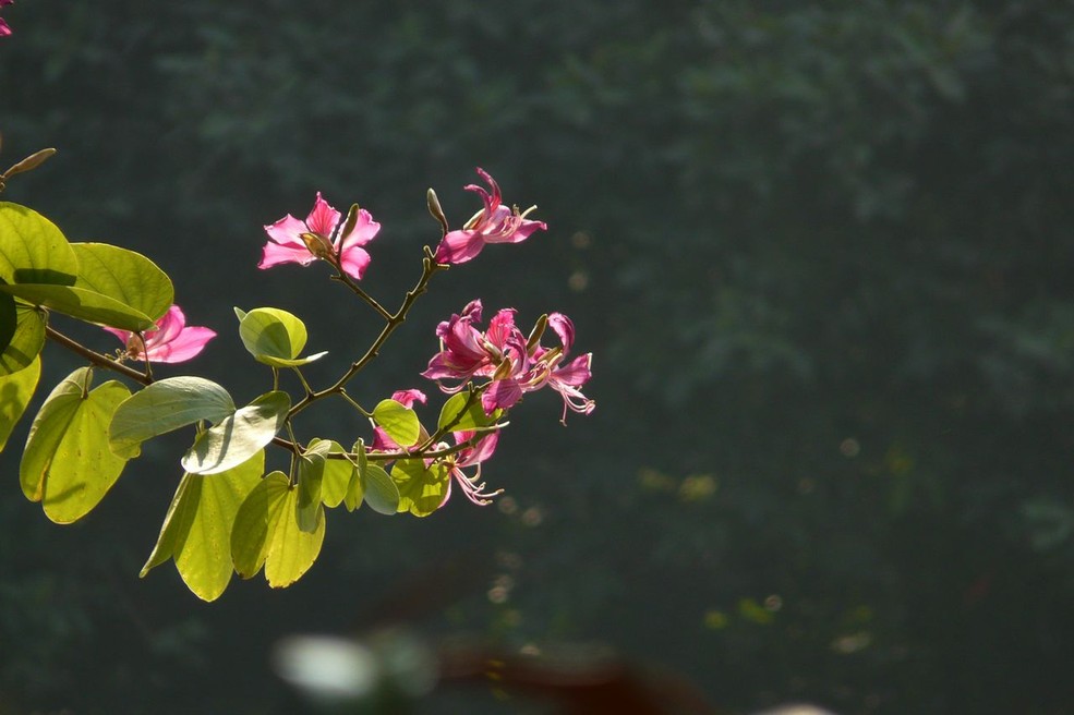 冬日紫荊花