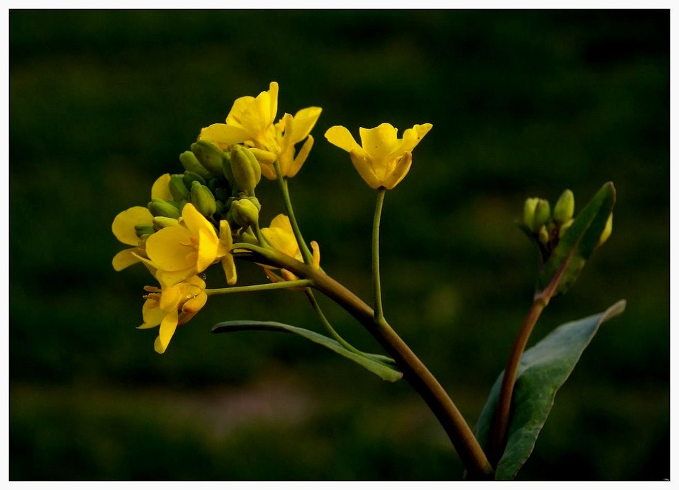 野生油菜花(上)