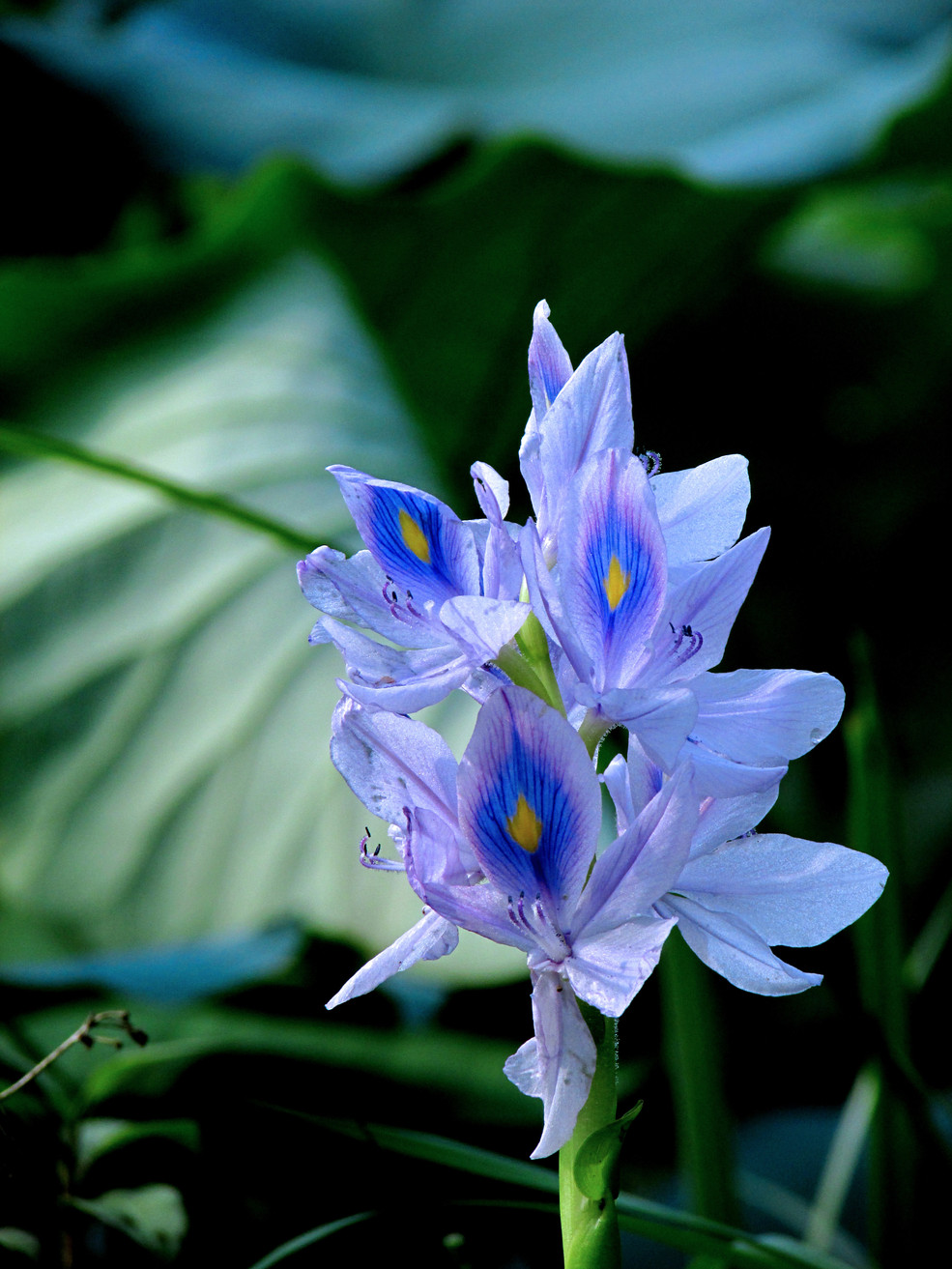 水葫芦