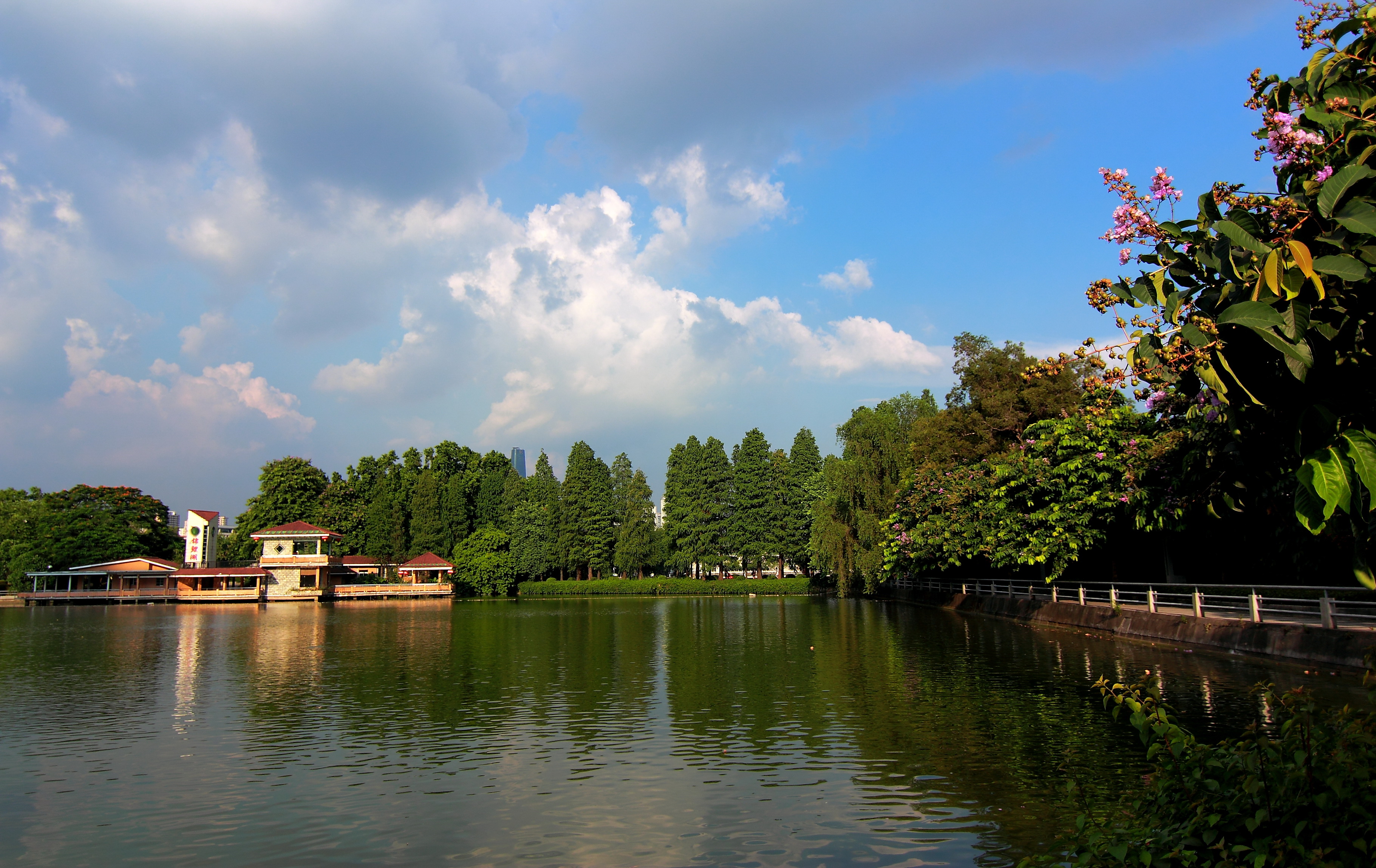 天河公园锦鲤湖图片