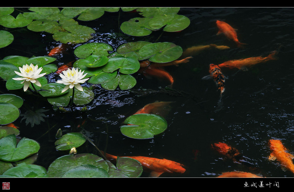 【鱼戏莲叶间.摄影图片】生态摄影_太平洋电脑网摄影部落
