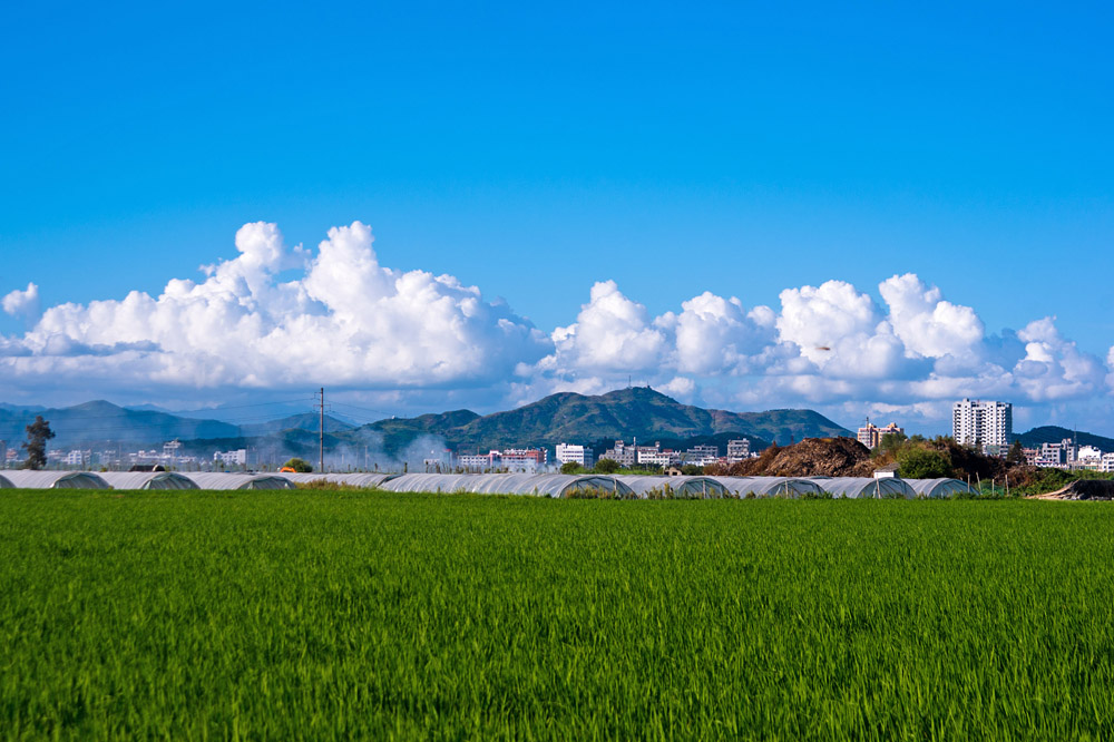 蓝天白云绿稻田 (共 8 p)