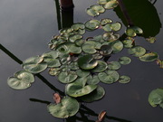 【广州流花湖烟雨亭晨光】