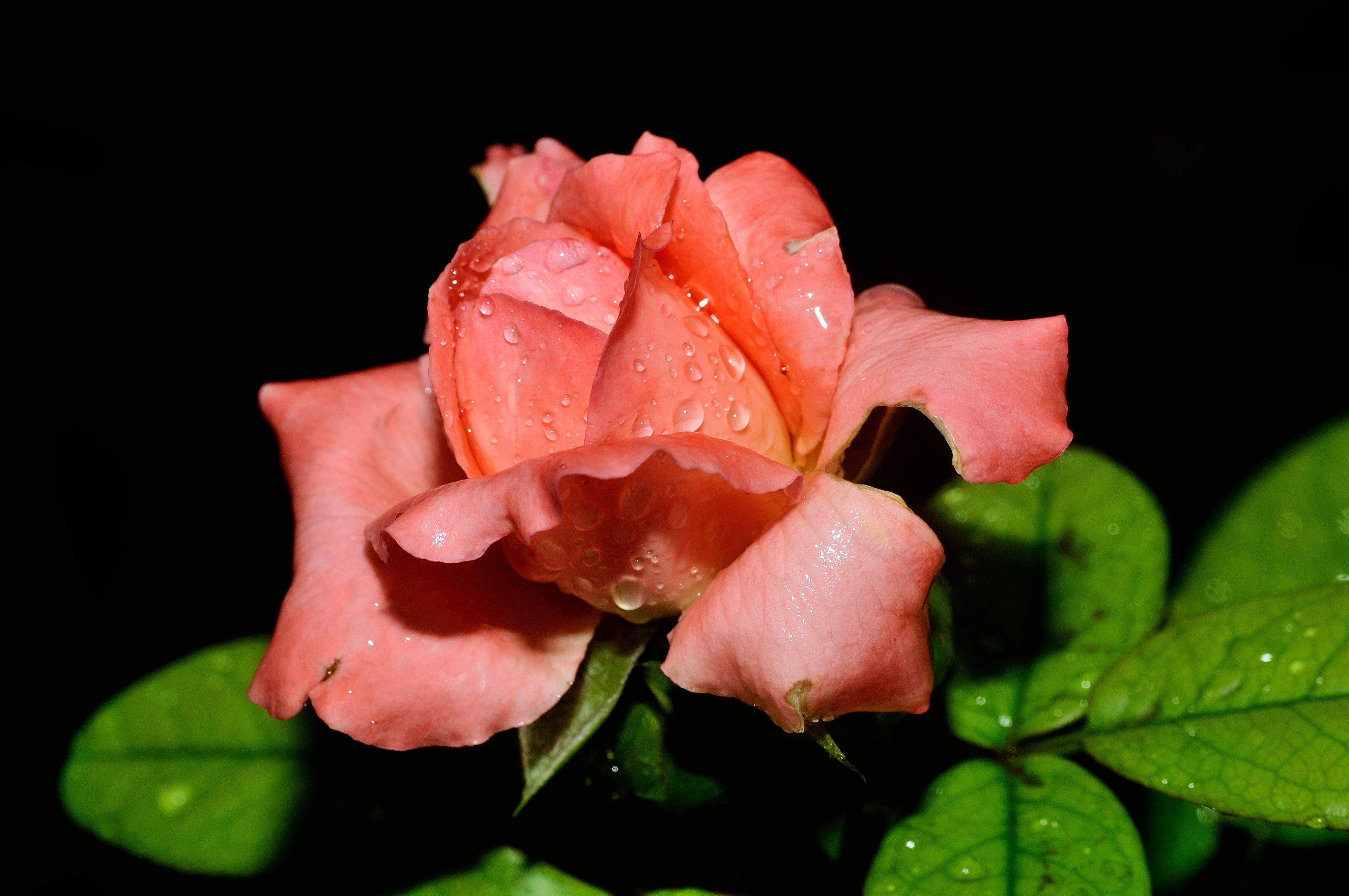 雨後月季花