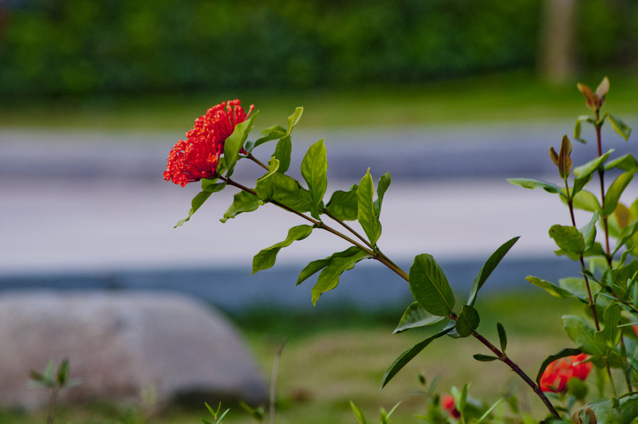 ƻʫ