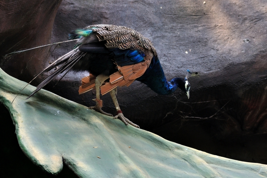 ȸ
