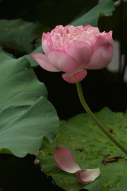 雨送黄昏花易落