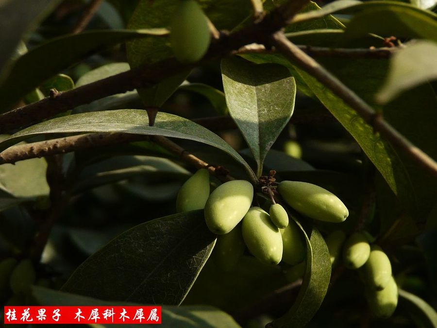 【花卉(四十)235-240摄影图片】生态摄影_太平洋电脑网摄影部落