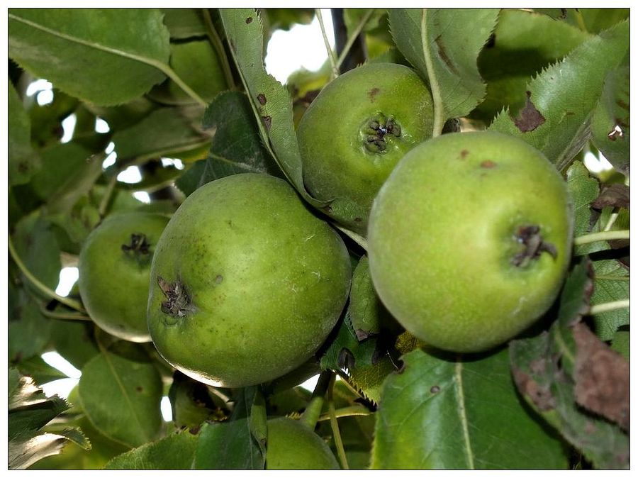 麻梨疙瘩树果实图片图片