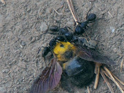 蚂蚁啃蜜蜂