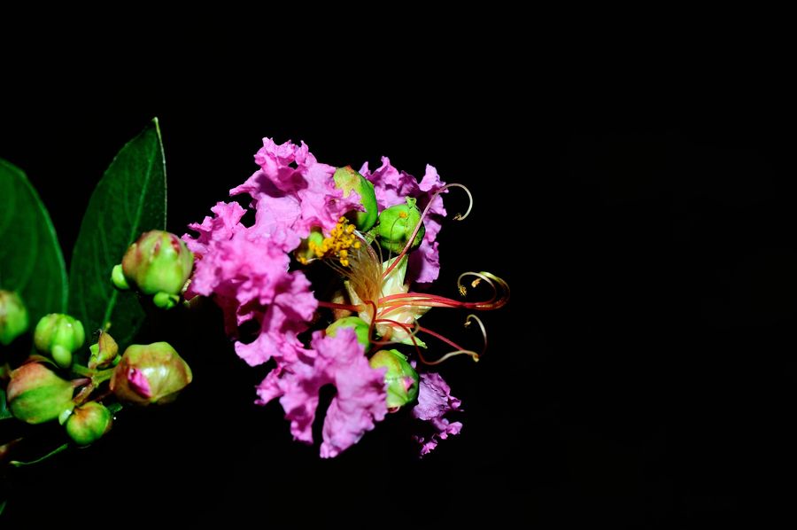 Ҳޱ
