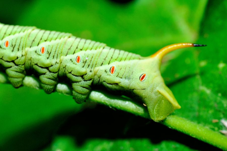 榆绿天蛾幼虫图片