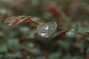 狗头 之 水珠笑脸