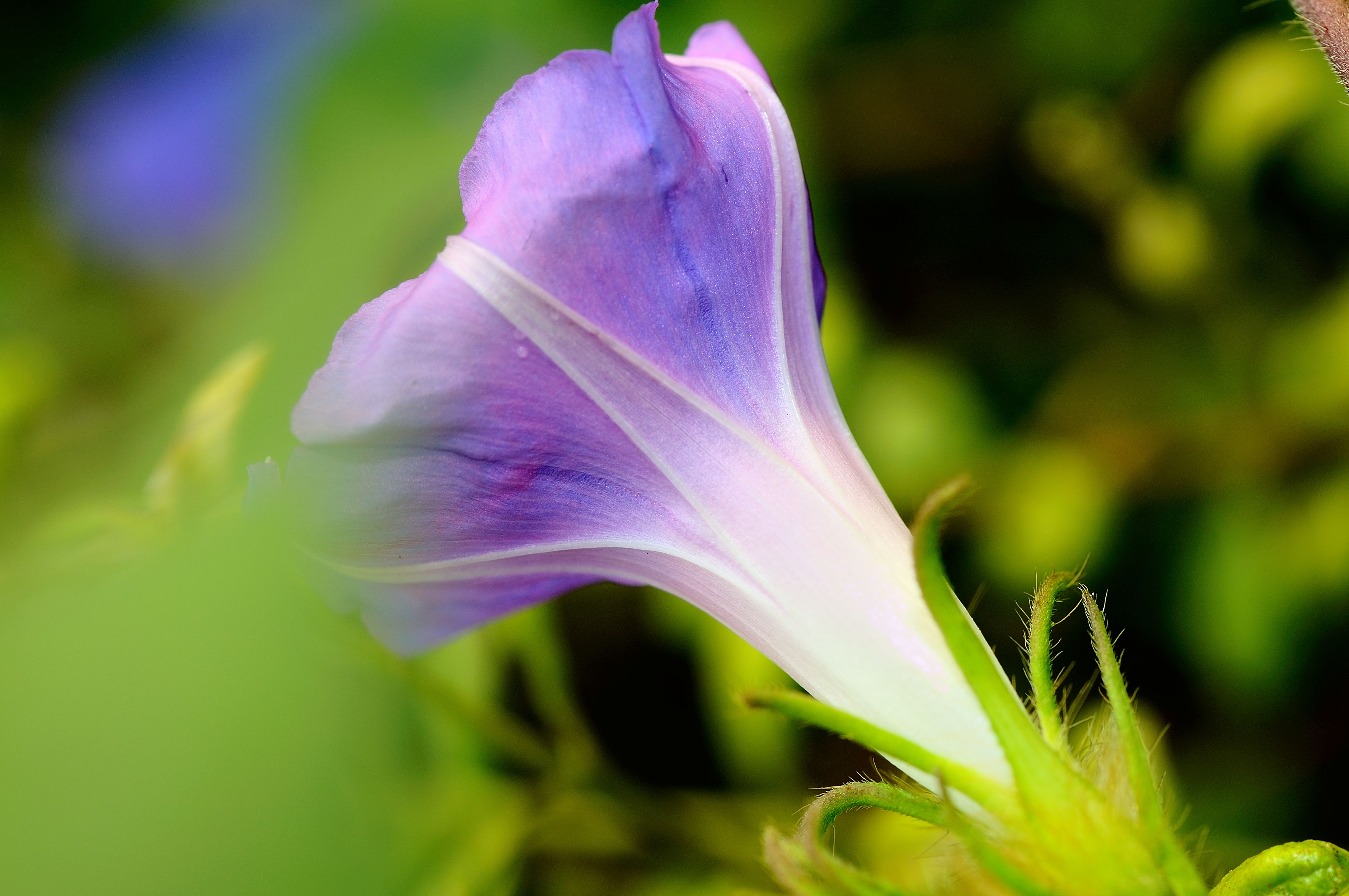 牵牛花