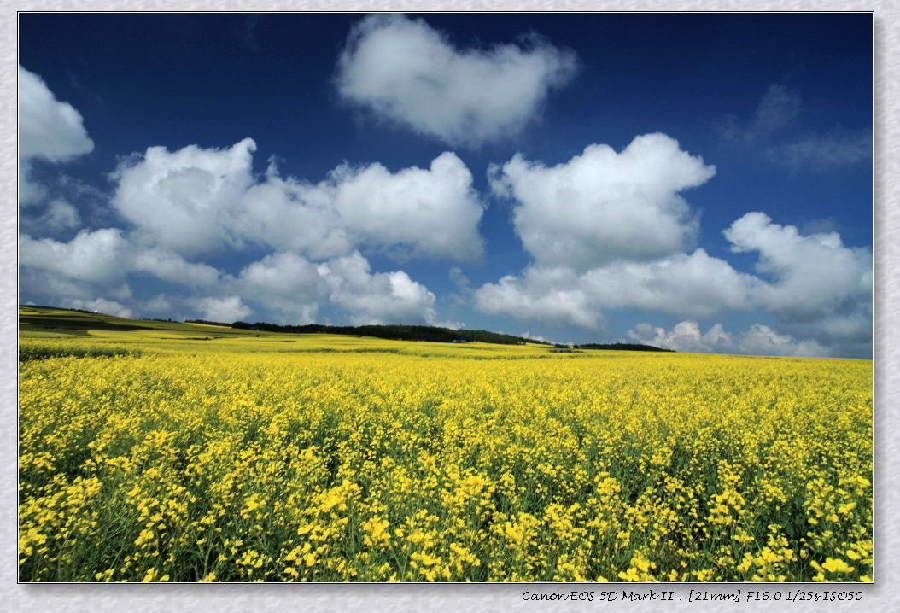 丽江太安乡8月油菜花儿