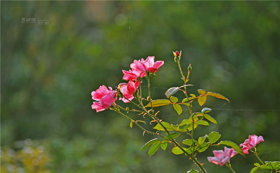 陽光與花兒