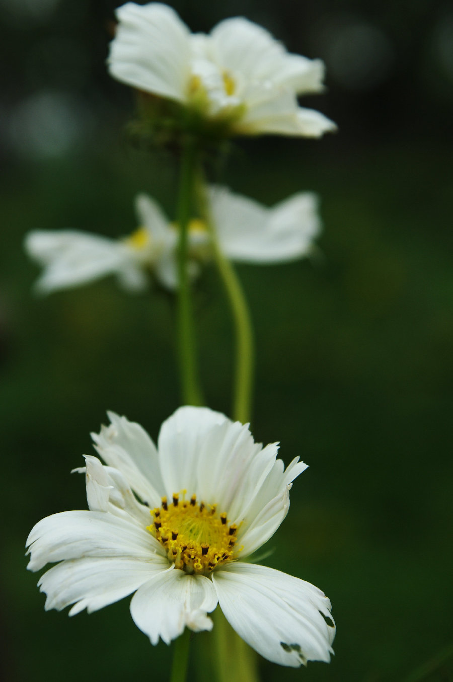 花花草草